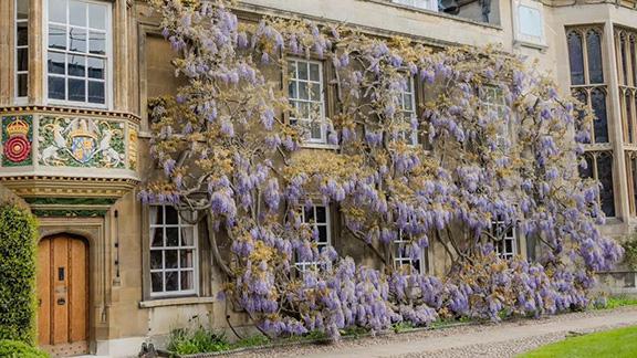 Wisteria at Christ's College, Cambridge.